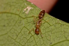 Colobopsis macrocephala