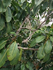 Myodocarpus