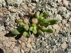 Glottiphyllum