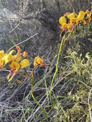 Diuris tinkeri