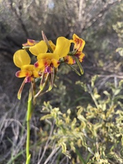 Diuris tinkeri