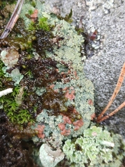 Trapeliopsis granulosa