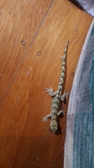 Dactylocnemis pacificus