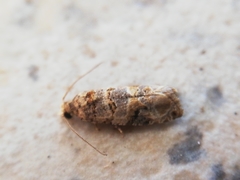Lobesia botrana