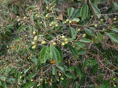 Alphitonia neocaledonica