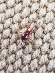Erythraeoidea