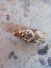 Lobesia botrana