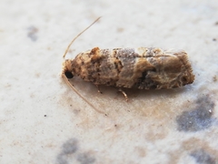 Lobesia botrana
