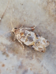 Lobesia botrana