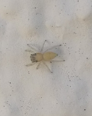 Salticidae