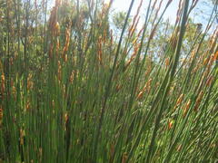 Elegia thyrsoidea