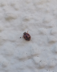 Novius cardinalis