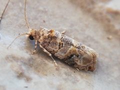 Lobesia botrana
