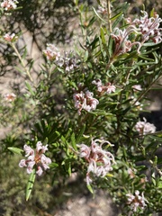 Grevillea phylicoides