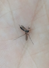 Aedes