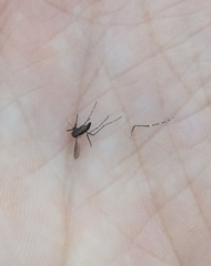 Aedes