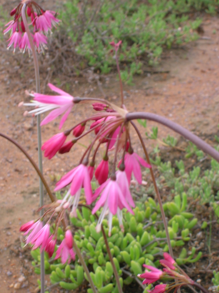 Namaqualand Snowflake