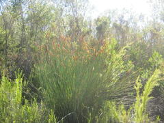 Elegia thyrsoidea
