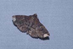 Adrapsa quadrilinealis