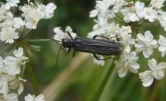 Oedemera virescens