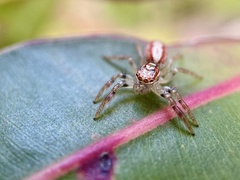 Cytaea alburna