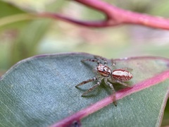 Cytaea alburna
