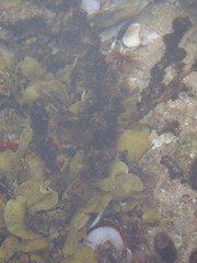 Sargassum incisifolium