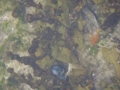 Sargassum incisifolium