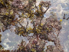 Sargassum incisifolium