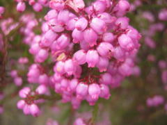 Erica gracilis