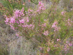 Erica gracilis
