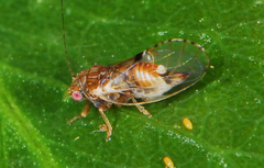 Ciriacremum capense