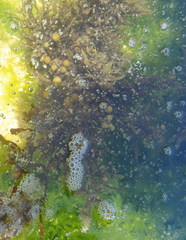Sargassum incisifolium