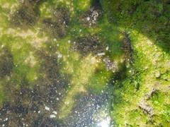 Sargassum incisifolium