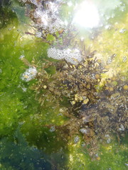 Sargassum incisifolium