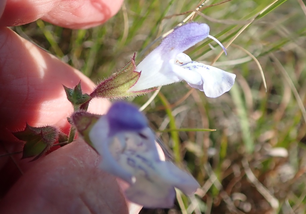 Granite Sage