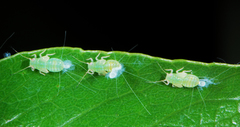 Ciriacremum capense