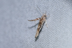 Stathmopoda stimulata