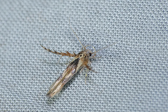 Stathmopoda stimulata