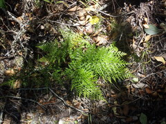 Asplenium adiantum-nigrum solidum