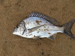 Acanthopagrus butcheri