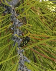 Buprestis octoguttata