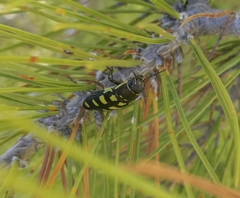 Buprestis octoguttata