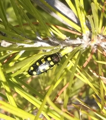 Buprestis octoguttata