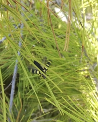 Buprestis octoguttata