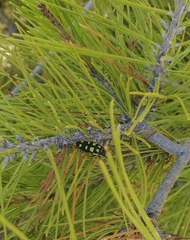Buprestis octoguttata