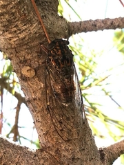 Cicada barbara lusitanica
