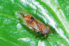 Ciriacremum capense