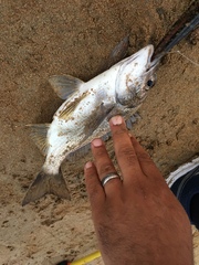 Acanthopagrus butcheri