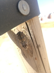 Cicada barbara lusitanica